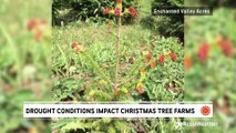 Drought conditions take a toll on Christmas tree farms