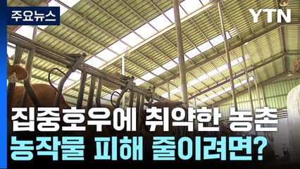 집중호우에 취약한 농촌...농작물·가축 피해 줄이려면? / YTN