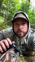 Les chiots coyotes bâillent et jouent