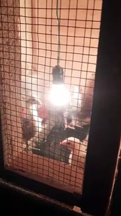 Ayam kampung usia 3 minggu