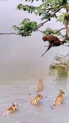 طرائف الحيوانات شاهد ما يفعله هذا القرد ويجعله يخاطر بحياته بطريقة كوميدية