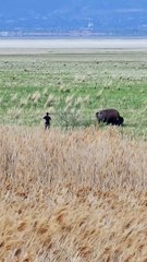 Person Gets Too Close To Bison