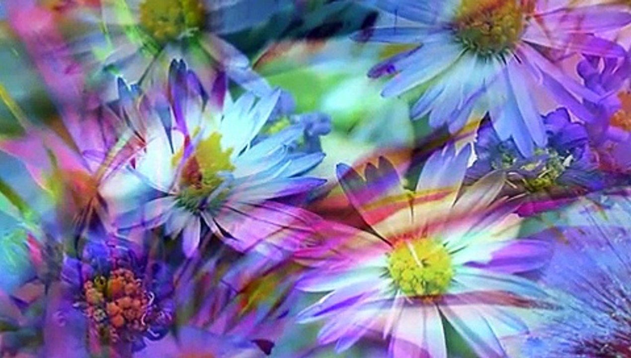 Un fiore nel deserto
