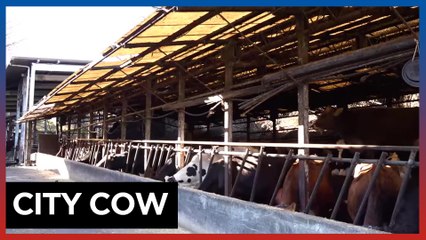 Sustainability in Action – A Dairy Farm in Tokyo