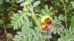 Ek Madhumakhi Honey Banane Ke Liye Kitni Mehanat Karti Hai | Bee Does Very Hard Work For Save Honey