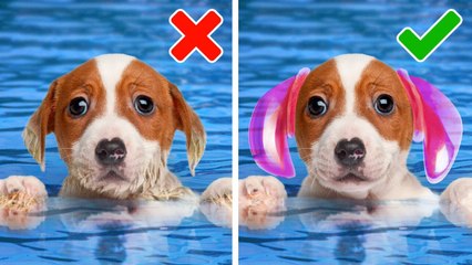 Perfect Pet Gadgets To Make Your Life Easier