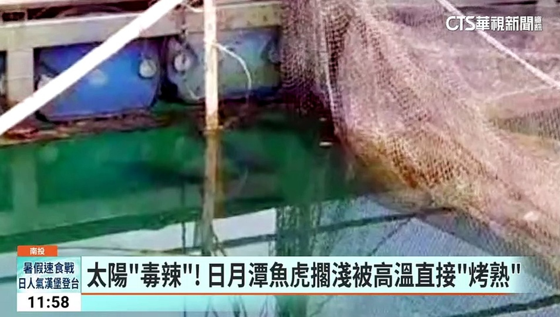 酷暑熱昏1死1傷　日月潭魚虎擱淺被直接「烤熟」