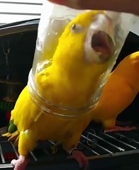 Yellow parrot talking