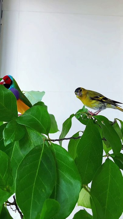 Parrot talking