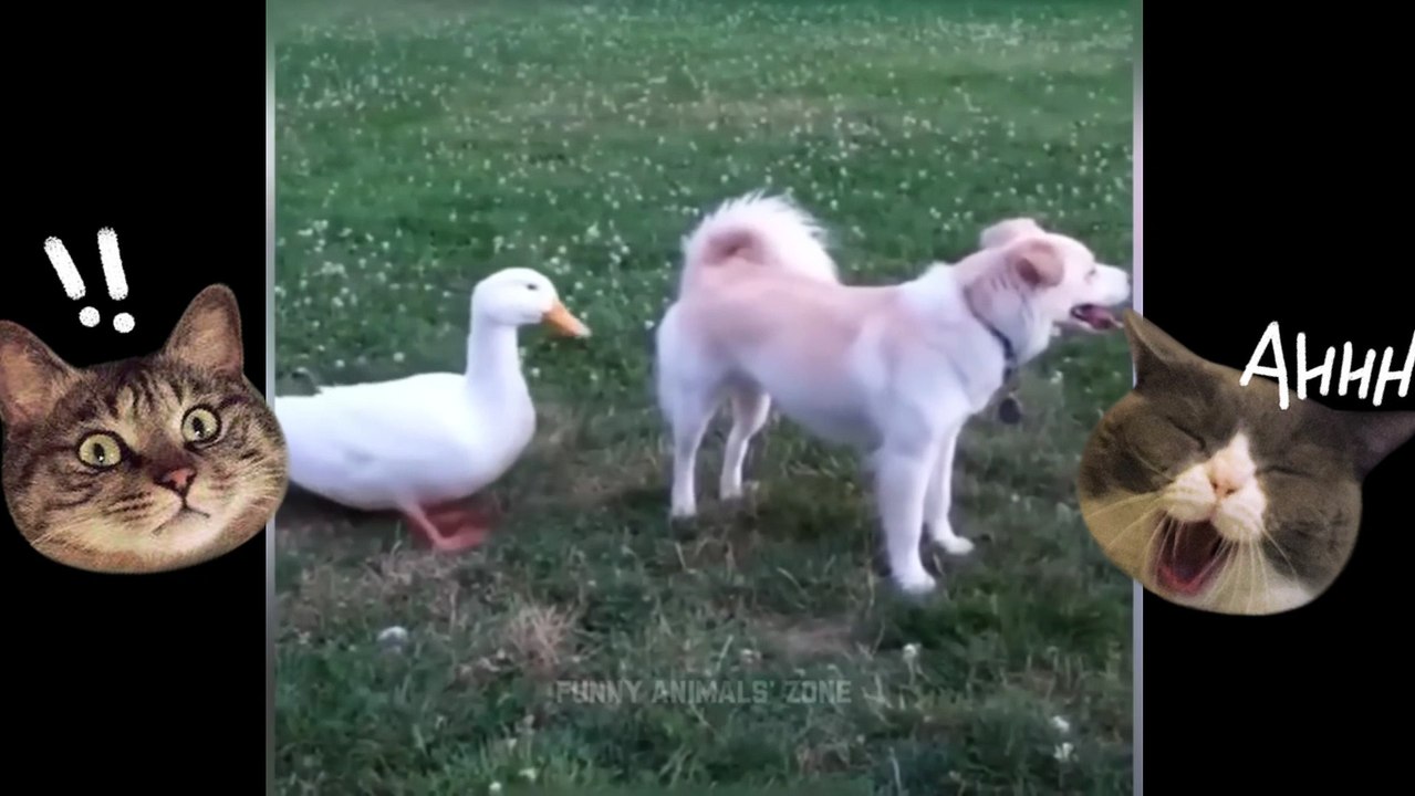 Purr-fectly Hilarious: Funny Cats Compilation 2023!