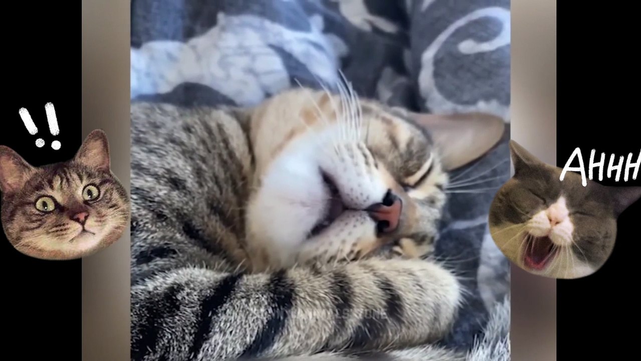 Feline Frenzy: Laughing Out Loud with Funny Cats!