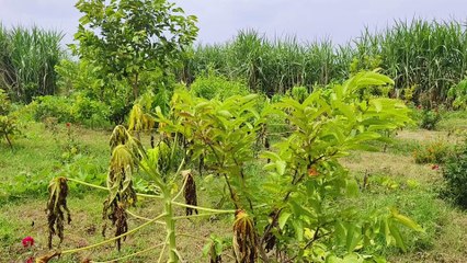 ग्राम पंचायत की चारागाह भूमि उगल रही फल-सब्जियों के रूप में ‘सोना’