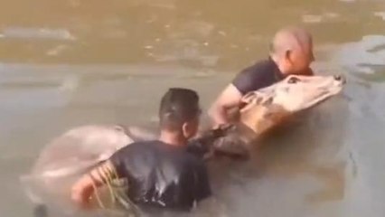 रीवा: नीलगाय के बच्चे को बचाने नहर में थाना प्रभारी ने लगाई छलांग,देखें खबर