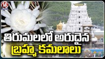 Brahma Kamalam Flowers Bloomed In Tirumala, Offers Flowers To Temple | V6 News