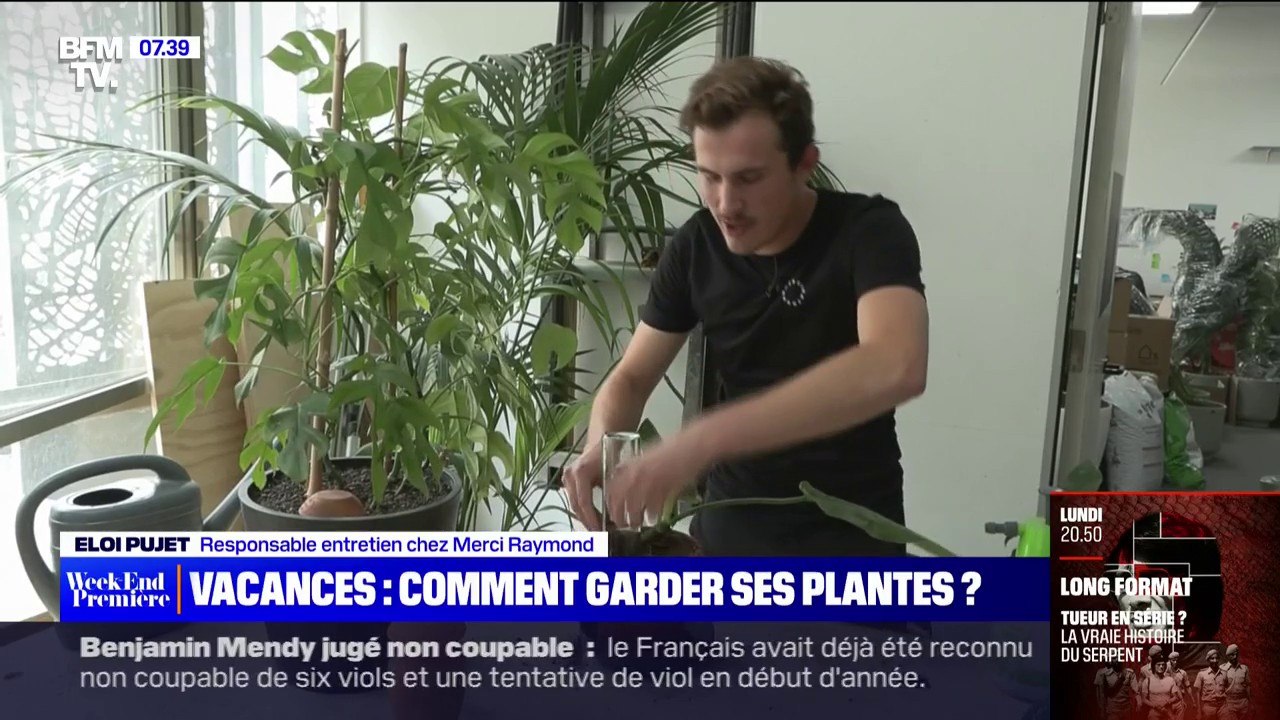 Comment maintenir ses plantes en vie, si vous partez en vacances?