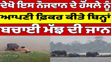 ਦੇਖੋ ਇਸ ਨੌਜਵਾਨ ਦੇ ਹੌਂਸਲੇ ਨੂੰ ਆਪਣੀ ਫ਼ਿਕਰ ਕੀਤੇ ਬਿਨ੍ਹਾਂ, ਬਚਾਈ ਮੱਝ ਦੀ ਜਾਨ |Punjab Floods|OneIndia Punjabi