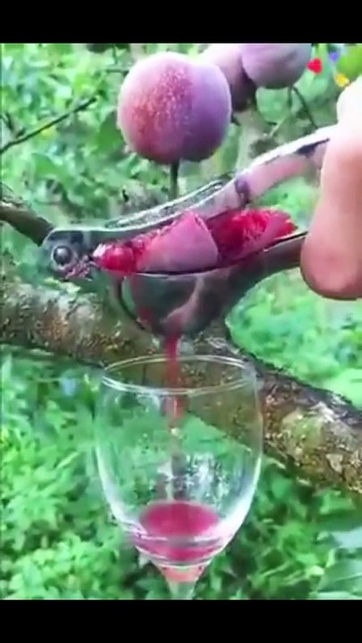 Fruit ki video