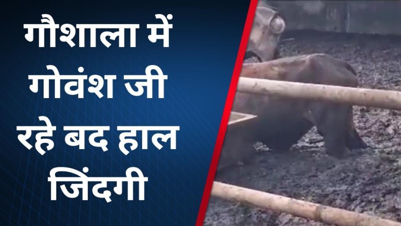 मेरठ: अस्थाई गौशाला बनी मुसीबत गौवशौ की हालत खराब