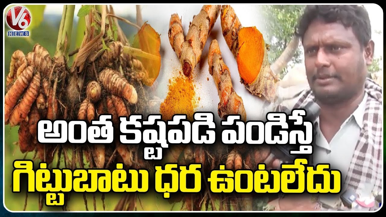 Farmers Not Cultivating Turmeric Due To Low Prices | Warangal | V6 News