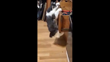 These Funny Cats Will Make You LAUGH Non-Stop