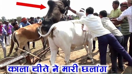 काला चीते ने मारी छलांग चपटी परेशान | पट प्रतियोगिता विजयपानी | Bailgada Sharyat | Barghati Bhaiya