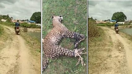 Video: 'निकल गई हवा...', तेंदुए ने किया युवक पर हमला, उसने रस्सी से बांधकर बाइक में लटकाया