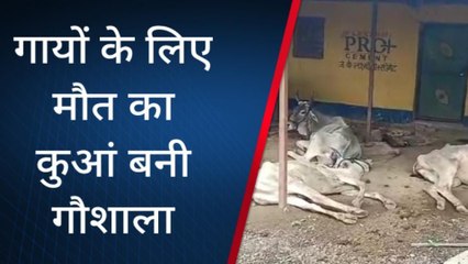 डग : गौशाला में एक दर्जन गायों की हुई मौत, जानिए कैसे?