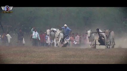 क्या हुआ जब सवार छकड़े से गिरा  एक बार जरूर देखे  अपनी जान से खेल कर बैल दौड़ाते है। ox video