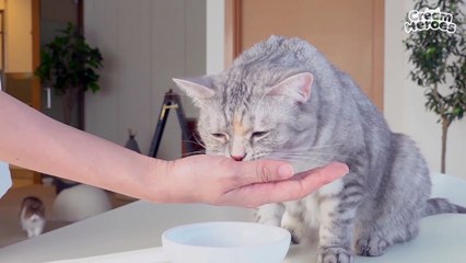 (ENG SUB) Kitty Started Not Eating Again