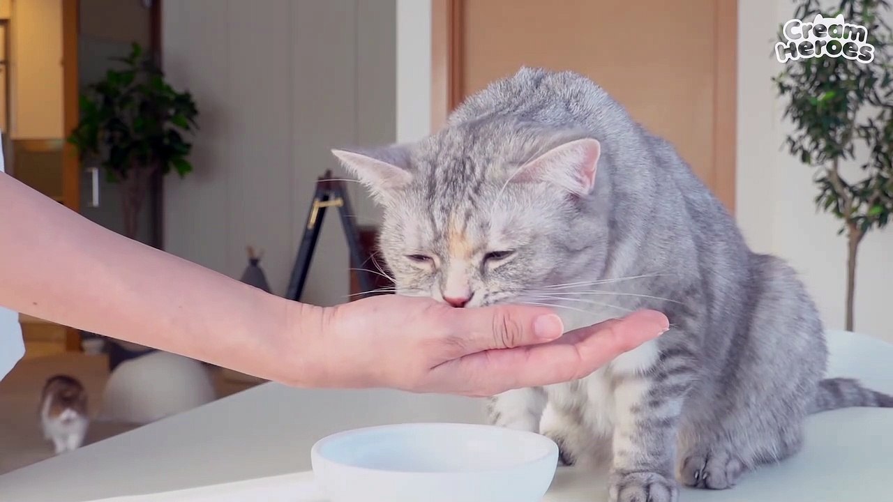 (ENG SUB) Kitty Started Not Eating Again