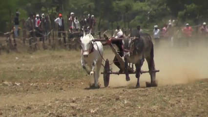 MH 1 No. Bullock Jodi  Newargaon Murjhar _  National Bull Pair Race (Pat) _  Competition true