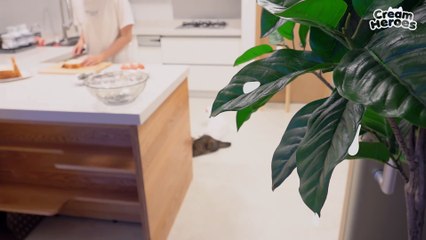 (ENG SUB) Can't Eat When My Cat's Staring