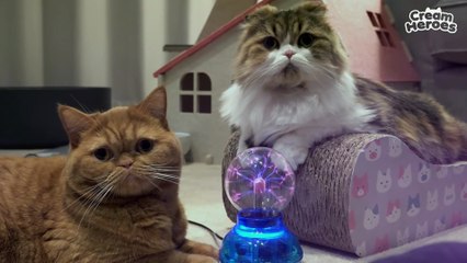 (ENG SUB) Welcome To Kitty Tarot Shop!