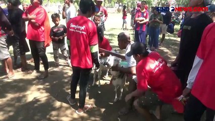 Keseruan Anak-Anak di Probolinggo Menjadi Joki Karapan Kambing