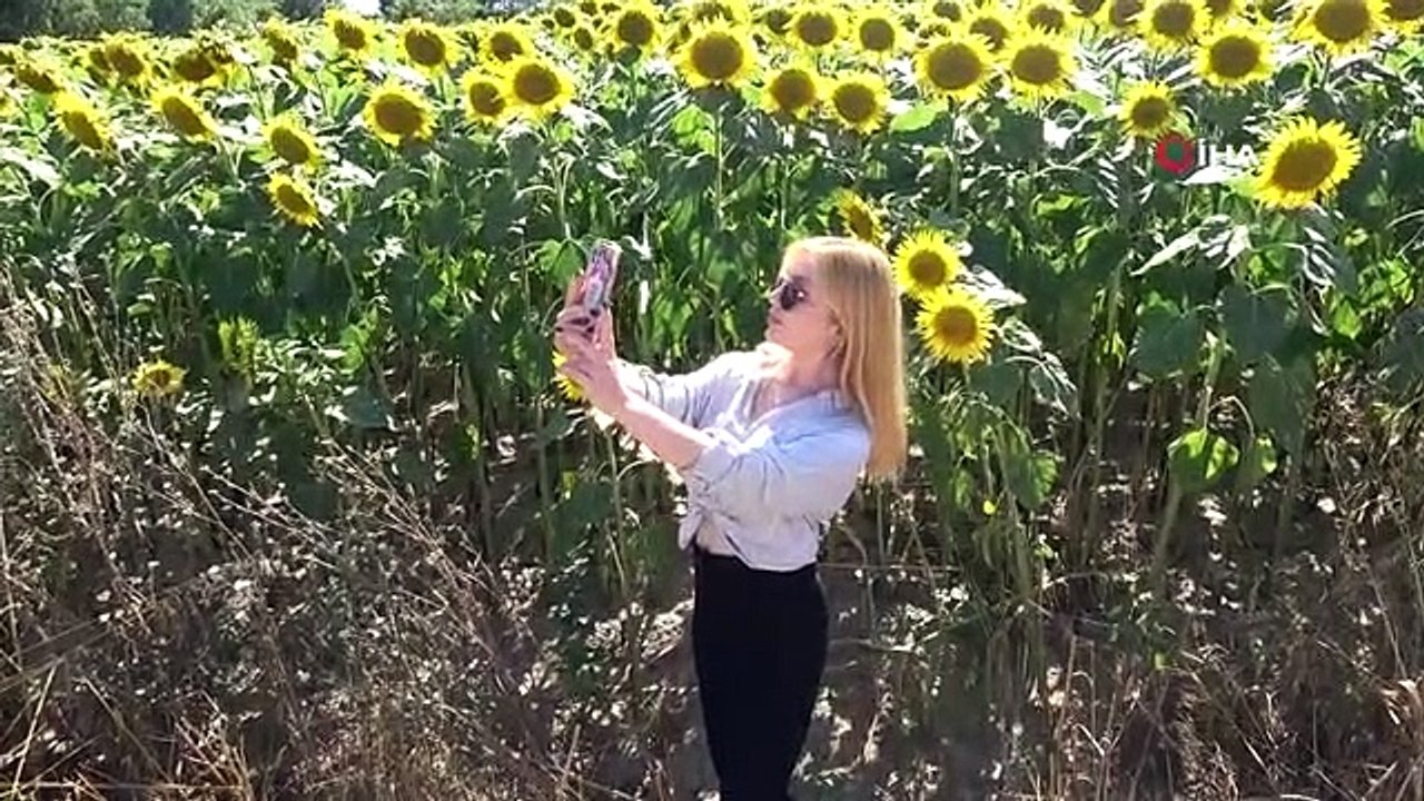 Yol kenarındaki ayçiçeği tarlası fotoğraf severlerin uğrak noktası oldu
