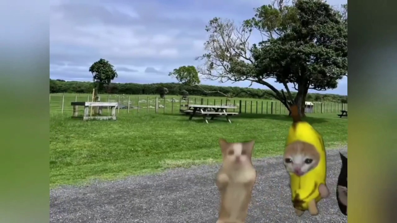 Banana Cat Happy Cat Funny Compilation  EPISODE 01