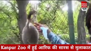 Saras & Arif New Video: Kanpur Zoo में हुई आरिफ की सारस से मुलाकात,  खुशी से झूम उठा बेजुबान