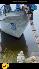 Chú chó thông minh