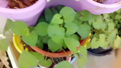 Red garlic in coconut shell after 13 days