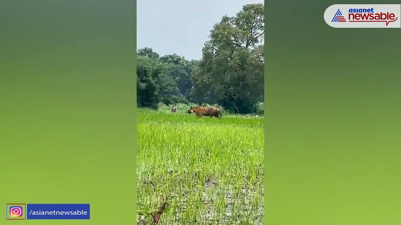 Wild Encounter: Majestic tiger strolls in UP field as farmer ploughs land behind | WATCH
