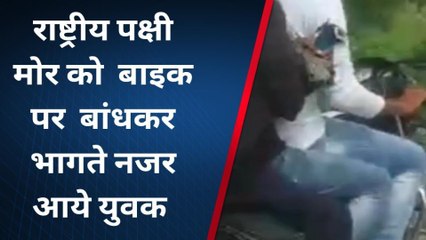 सिद्धार्थनगर: राष्ट्रीय पक्षी मोर को बाइक पर बांधकर भागते नजर आये युवक, वीडियो वायरल
