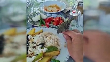 YEMEĞİNİ MASASINA GELEN SERÇE İLE BİRLİKTE YEDİ