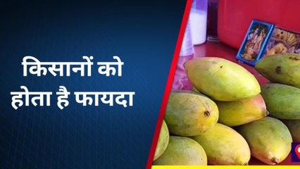 अमेठी: बड़ी मात्रा में तैयार होती है आम की खेप, विदेशों तक भेजे जाते हैं जिले से आम