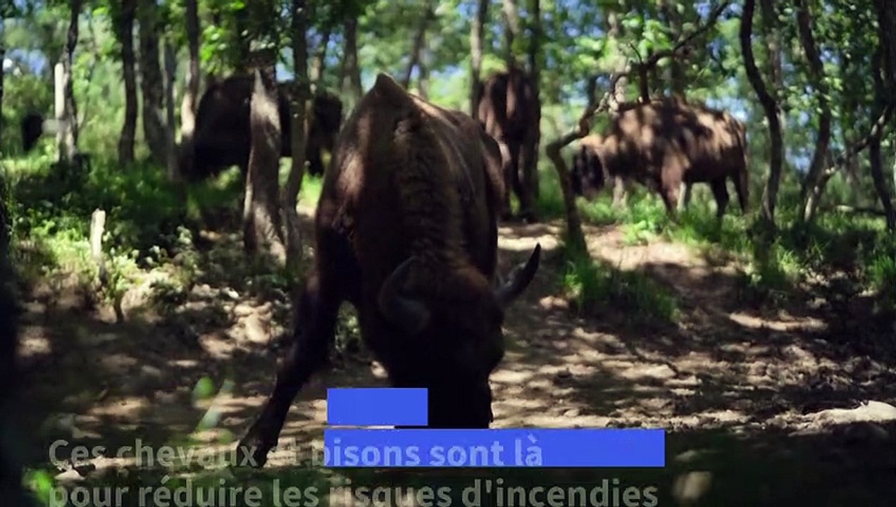 Péninsule ibérique: des chevaux et des bisons pour lutter contre les feux de forêt