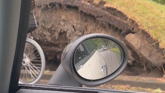 Fallen trees from the aftermath of a massive storm in Netherlands