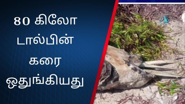 ராம்நாடு: இறந்த நிலையில் கரை ஒதுங்கிய 'மீனவ நண்பன்'
