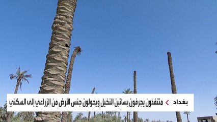 نخيل العراق يتعرض لجريمة مروعة