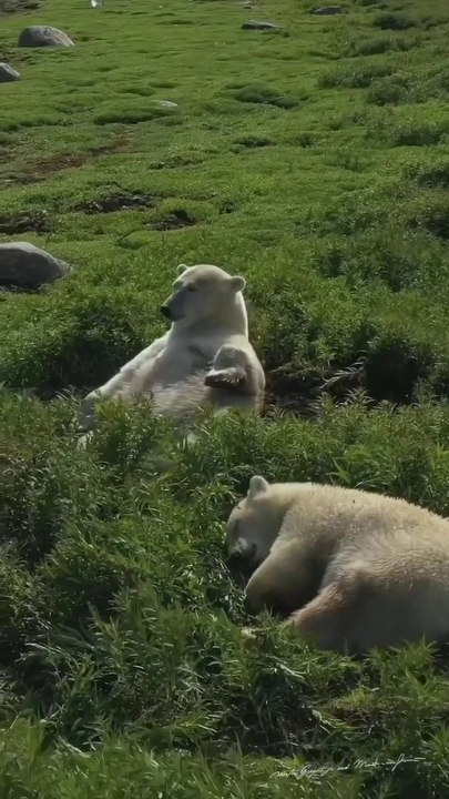 Bernard Bear Enjoy In Grass