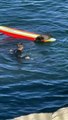 Morde, graffia e ruba le tavole da surf: il video della lontra marina che terrorizza i bagnanti in California