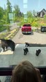 Une famille d'ours rend visite à une famille humaine à Pigeon Forge
